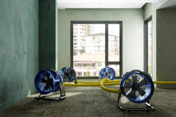Best Local water damage restoration  in Siesta Key, FL